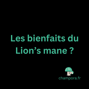 Les bienfaits du Lion's mane, le champignon fonctionnel Crinière de lion