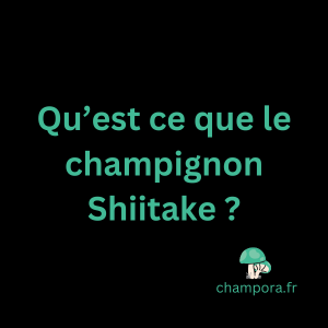 Qu'est-ce que le champignon Shiitake ?